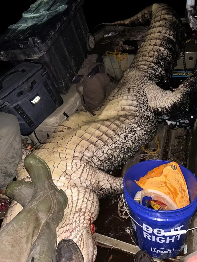 Alligator, Mississippi, 14 feet tall, Monster,