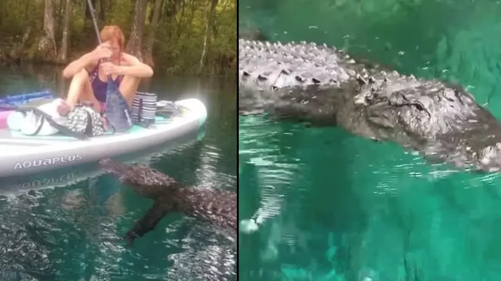 Florida, Woman, Alligator,